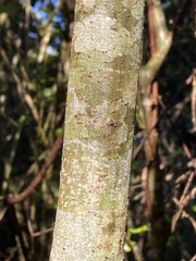 Quercus phellos