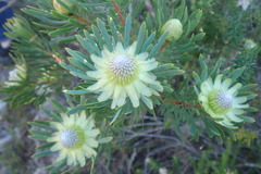 Protea scolymocephala