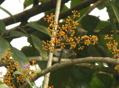 Heptapleurum ellipticum