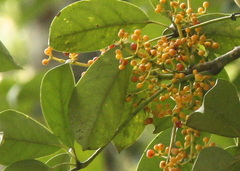 Heptapleurum ellipticum