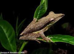 Taruga longinasus