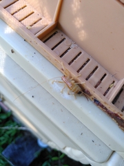 Camptonotus carolinensis