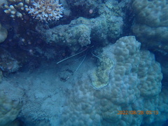 Panulirus versicolor