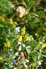Melilotus suaveolens