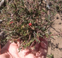 Hermannia joubertiana