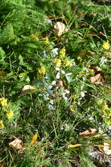 Melilotus suaveolens