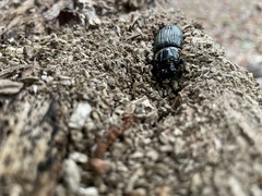 Odontotaenius disjunctus