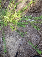 Chamaecrista rotundifolia