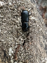 Odontotaenius disjunctus