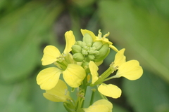 Rhamphospermum arvense