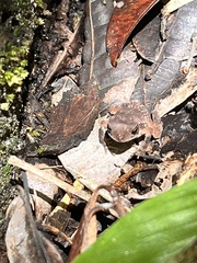 Rhinella