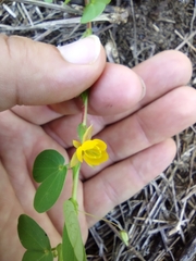 Chamaecrista rotundifolia