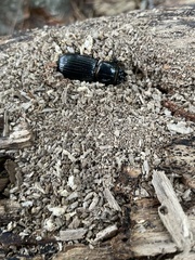 Odontotaenius disjunctus