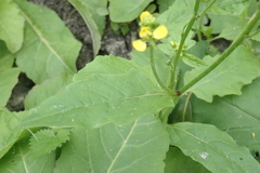 Rhamphospermum arvense