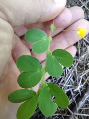 Chamaecrista rotundifolia