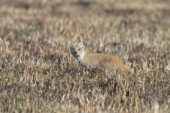 Cynictis penicillata