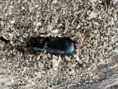 Odontotaenius disjunctus