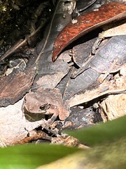 Rhinella