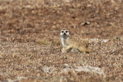 Suricata suricatta