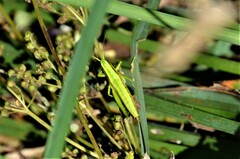 Euthystira brachyptera