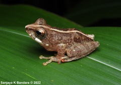 Pseudophilautus procax