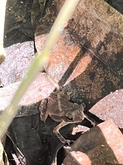 Rhinella