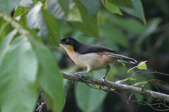 Donacobius atricapilla