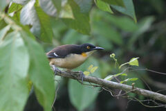 Donacobius atricapilla