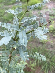 Prosopis
