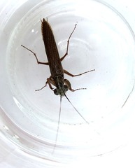 Mantoida maya