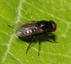 Hydrotaea