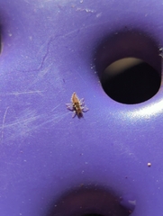 Chrysoperla rufilabris