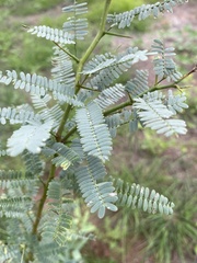 Prosopis