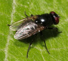 Hydrotaea