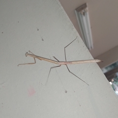 Mantodea