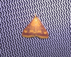 Pyrausta onythesalis