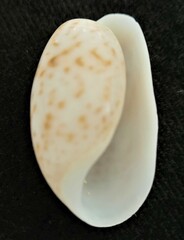 Bulla occidentalis