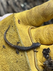 Hemidactylium scutatum