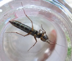 Mantoida maya
