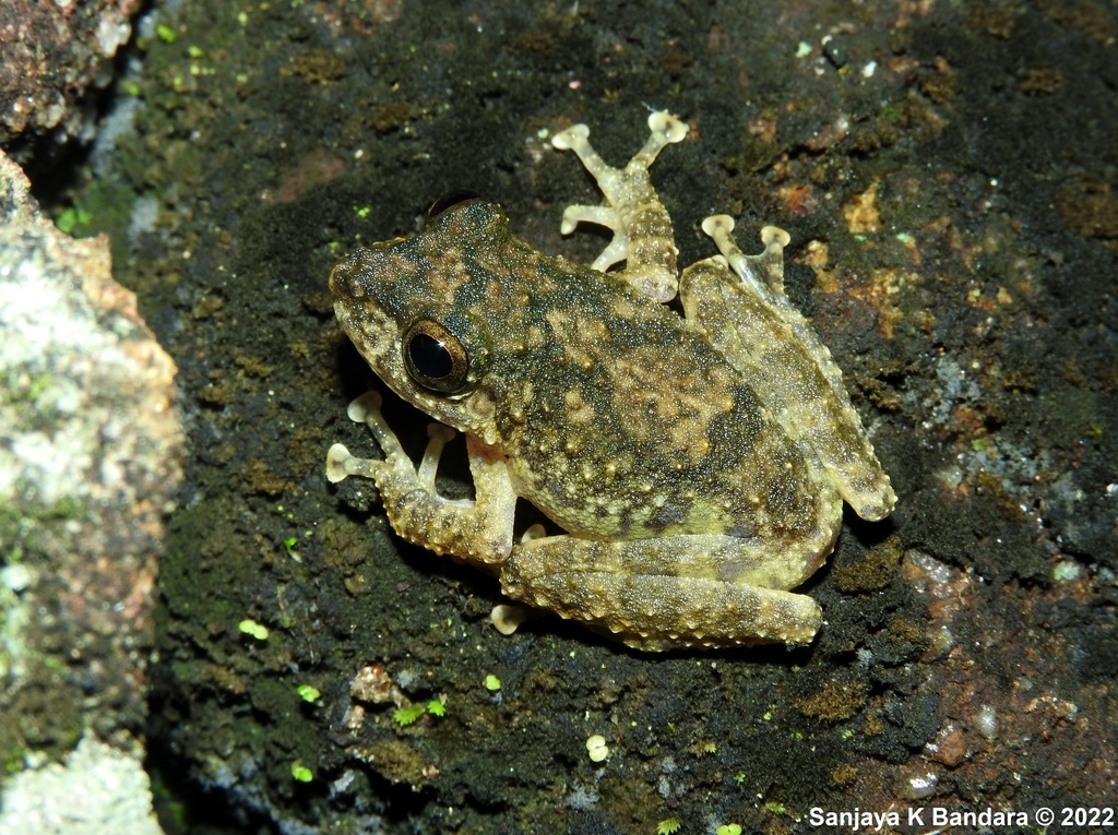 Ferguson's Shrub Frog