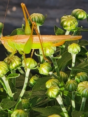 Conocephalini