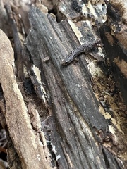 Hemidactylium scutatum