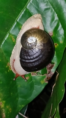 Indrella ampulla