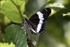 Limenitis arthemis arthemis