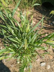 Setaria viridis