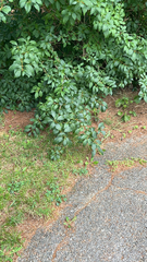 Forsythia × intermedia