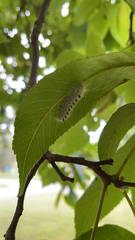 Lophocampa caryae