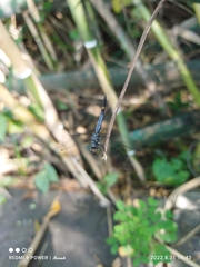 Brachydiplax sobrina