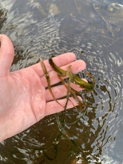 Potamogeton robbinsii