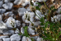 Astragalus austrosibiricus